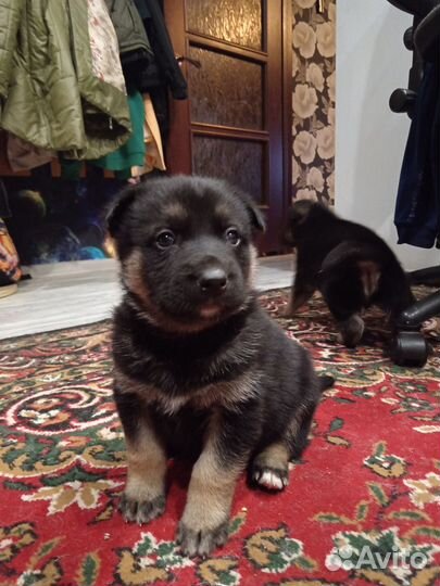 Щенки хаски