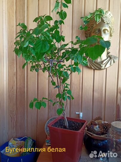 Бугенвиллия взрослая (белый и малиновый)