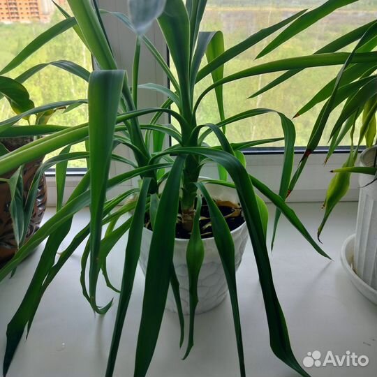Продам Юкка