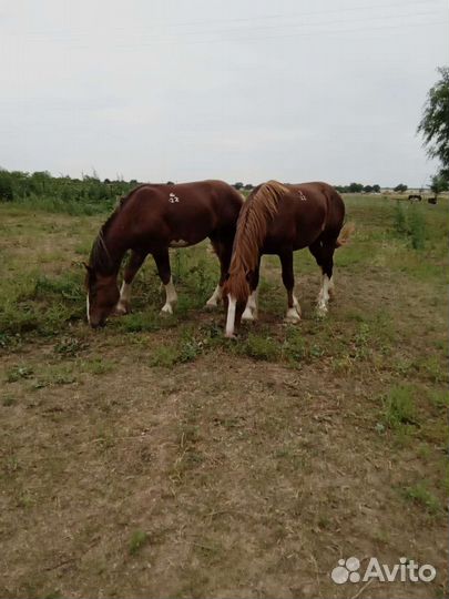 Лошади Тяжеловозы