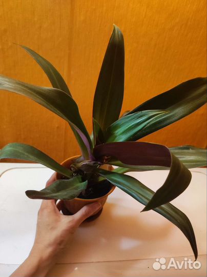 Герань 2 вида, эустома розовая, традесканция рео