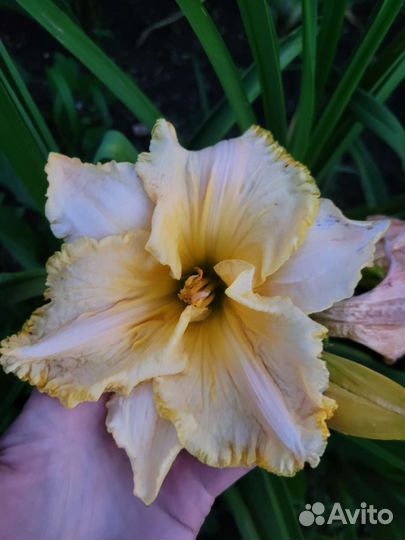 Лилейники сортовые