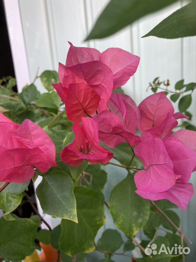 Бугенвиллия