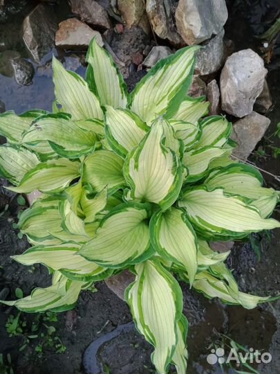 Продам хосты, многолетние растения в большом ассор