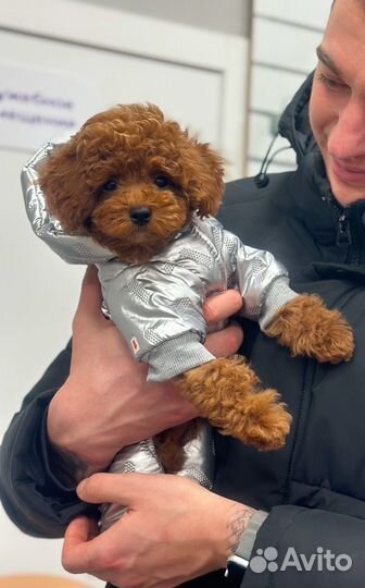 Комбинезон для собак