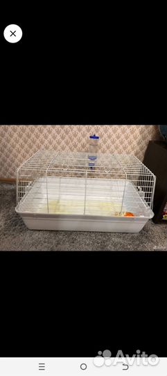 Декоративные кролики