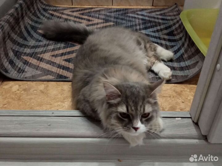 Кошки в добрые руки бесплатно