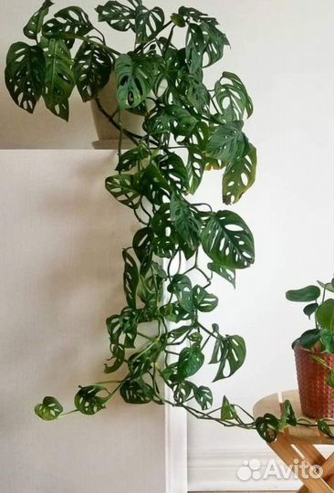 Монстера адансона