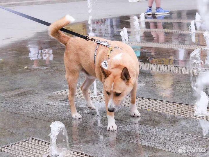 Собака из приюта в добрые руки