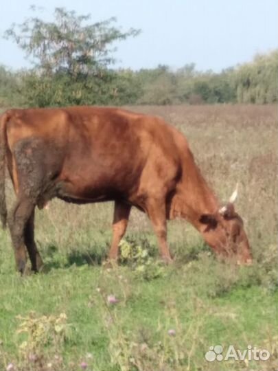 Корова дойная