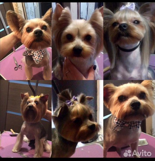 Стрижка собачек и кошек на дому и с выездом на дом