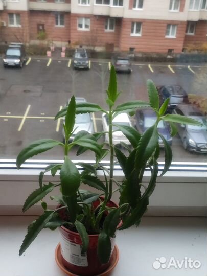 Каланхоэ войлочное и другие виды