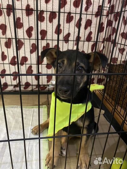 Метисы овчарки