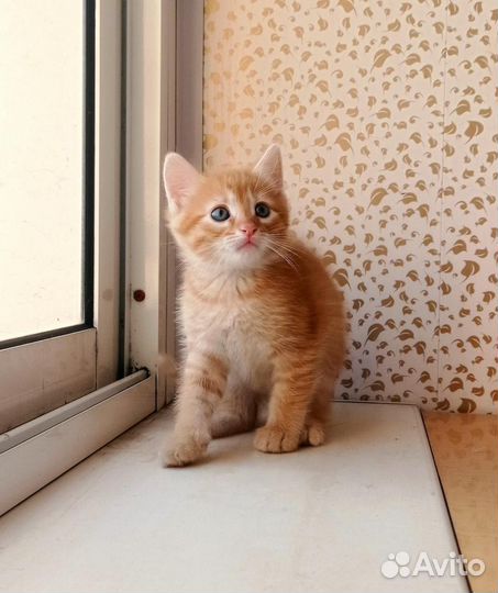 Ярко рыжий котенок-мальчик