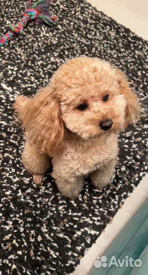 Той пудель РКФ вязка