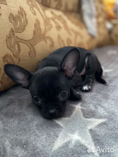 Щенки чихуахуа