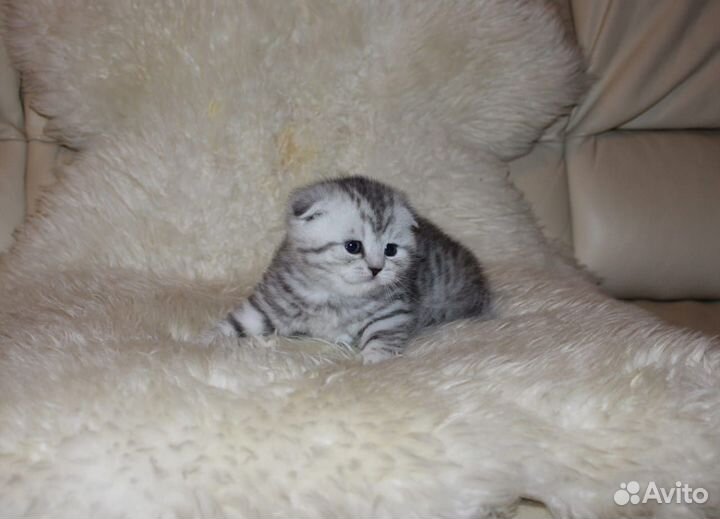 Шотландская