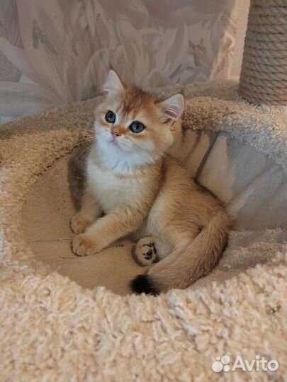 Золотая шиншилла