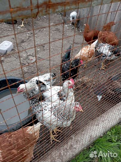 Куры молодки несушки