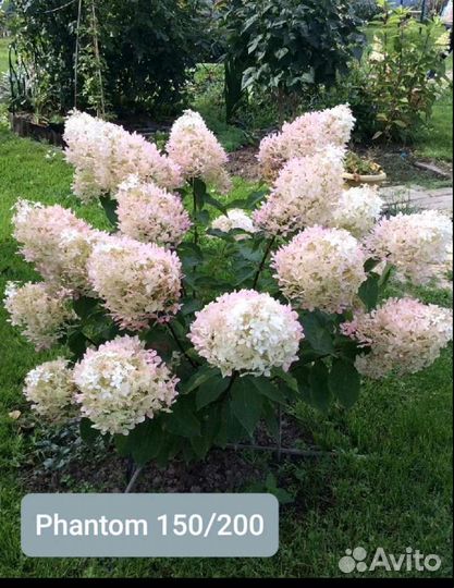 Гортензия метельчатая, крупнолистная