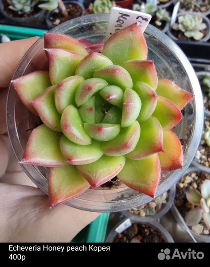 Суккуленты