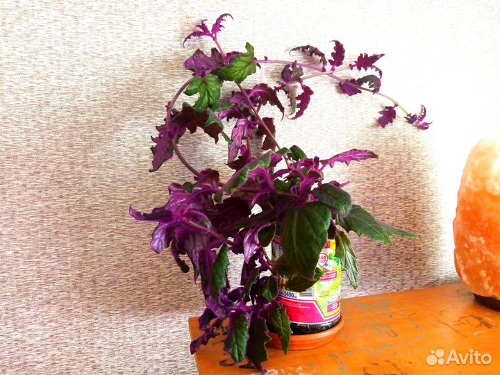 Гинура, кислица, фиалка, бегония и пеперомия