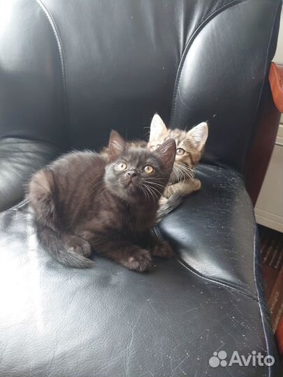 Котята в добрые руки даром девочка