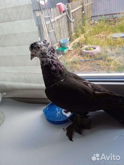 Голубь домашний