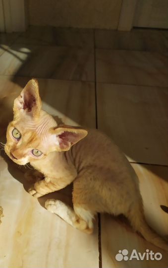 Котята девон-рекс