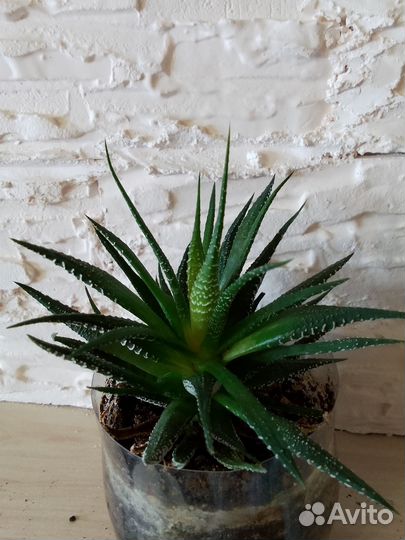 Комнатные растения цветы