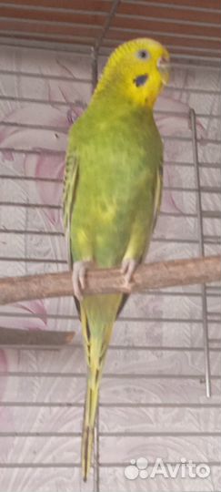 Продам попугаев