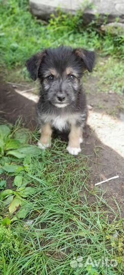 Щенки фокстерьер