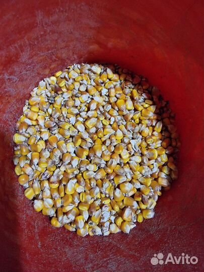 Кукуруза