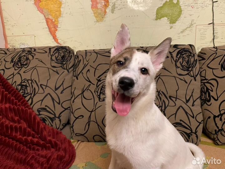 Помесь швейцарской овчарки