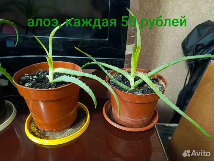 Цветок алоэ