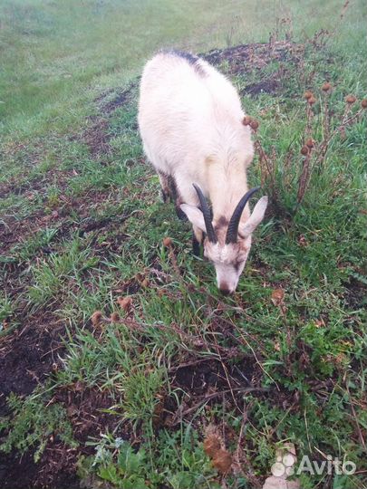 Козочки 1год 5 мес