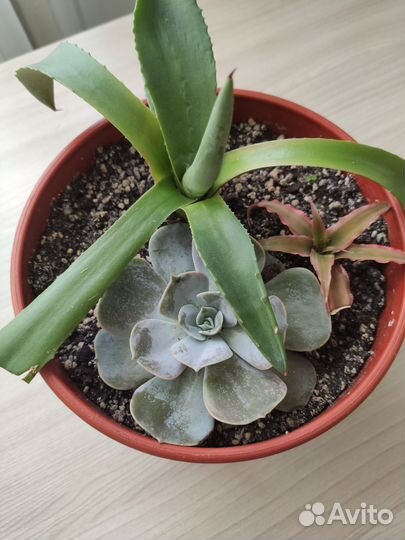 Суккуленты