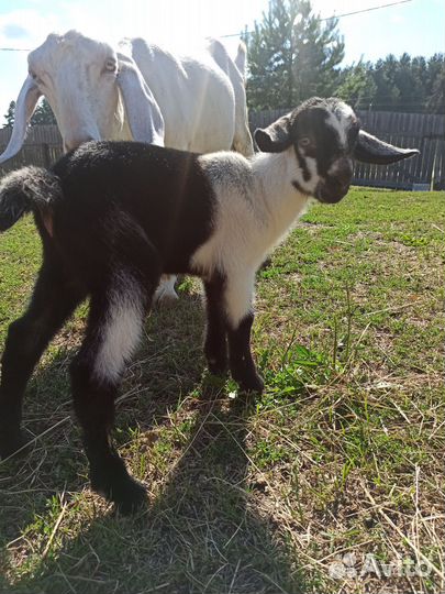Альпо-нубийская козочка Изабелла (Молочные линии)