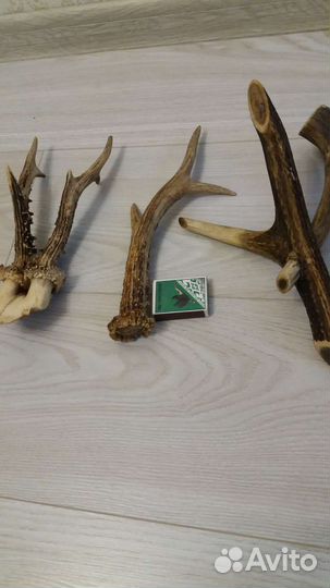 Рога оленя