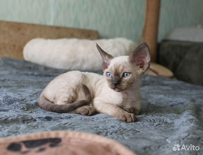 Котята девон-рекс