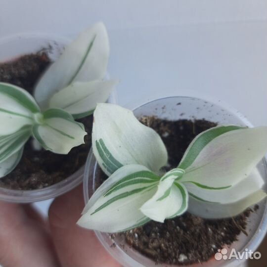 Традесканция, хлорофитум, сингониум