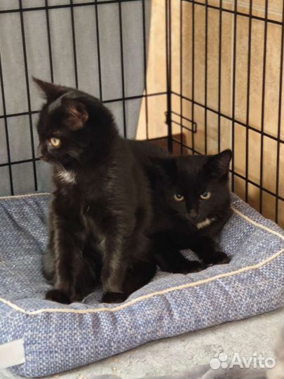 Котята пантерки в добрые руки