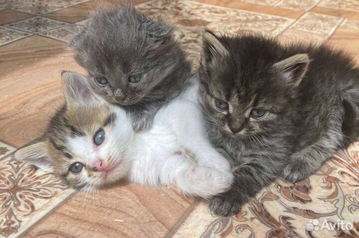 Котята в добрые руки бесплатно