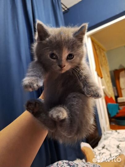 Кошка в дар бесплатно