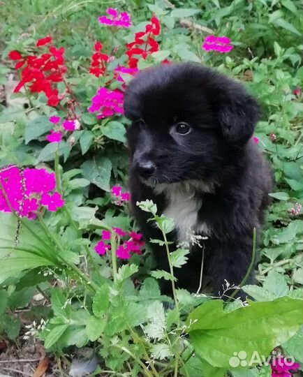 Милый ласковый малыш в добрые руки