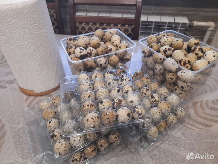 Перепела/Яйца