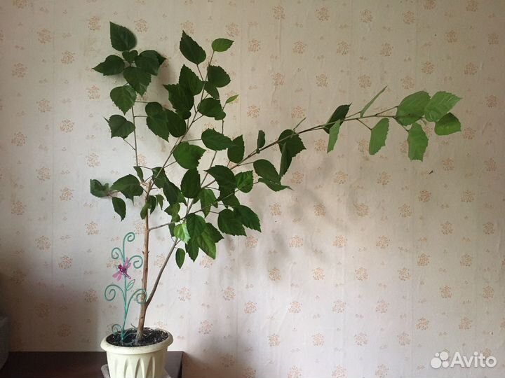 Гибискус, китайская роза