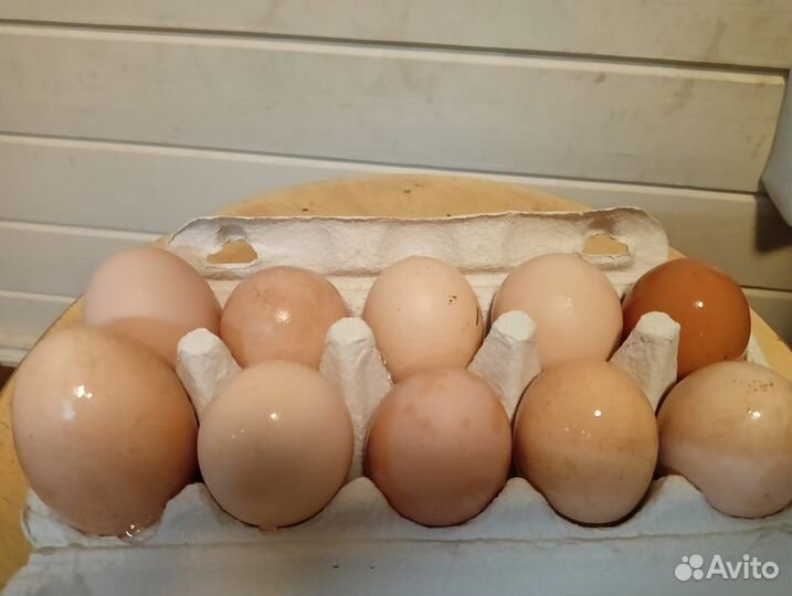 Домашние куриные яйца