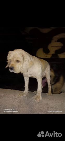 Кокер девочка вязка