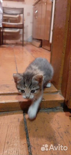 Отдам котенка в добрые руки